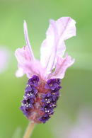 French lavendar